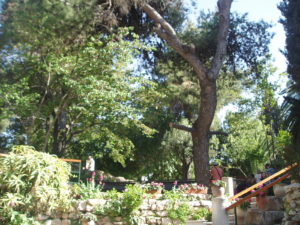 Puu Jeesuse haua juures Jeruusalemmas on kasvanud ristikujuliseks ...